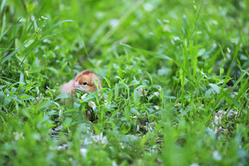 Little cute chicken on green grass, outdoors