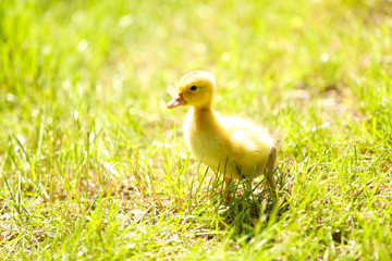 Little cute duckling on green grass, outdoors