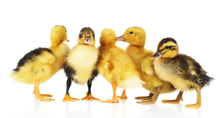 Little cute ducklings isolated on white