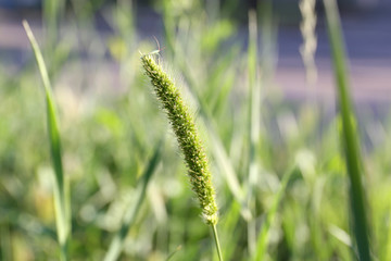 Fototapeta premium Green spikelets, outdoors