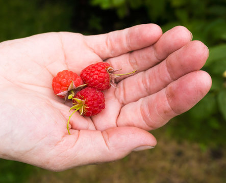 red berries in the hand.  Fresh picked raspberries