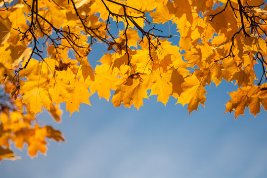 Fototapeta Autumn leaf in sky.