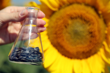 Hand holding tube with seeds in sunflower field