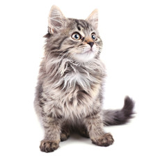 Beautiful kitten isolated on white
