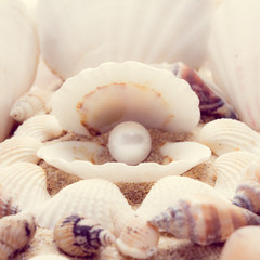 shell on beach