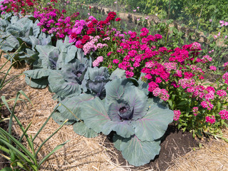 Cabbage plants with bright flowers
