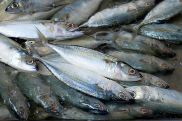 Fresh fish in the market.