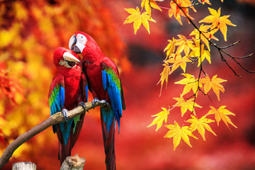 The potrait of Blue & Gold Macaw
