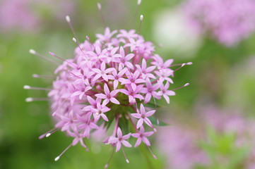 フォプシススティローサ