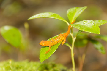 Salamander Leaf