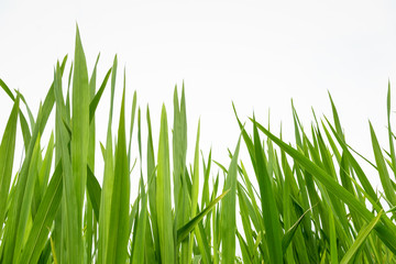 fresh green grass isolated