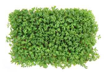 Obraz premium fresh green watercress