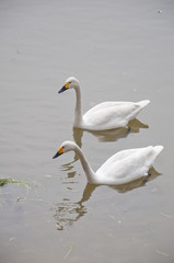 Fototapeta na wymiar Two white swans
