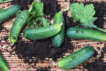 freshly picked cucumbers