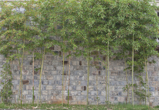 old brick wall and bamboo
