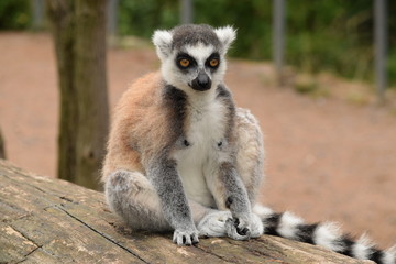 Beautiful lemur close-up. Adorable lemur sits calmly and looks into the distance. The thoughtful and intense gaze of a wonderful lemur. Stock photo.  © Moneynetar 