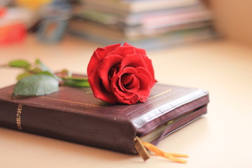 Роза на Библии