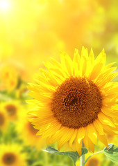 Bright yellow sunflowers © frenta