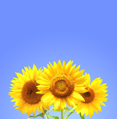 Obraz premium Three sunflowers
