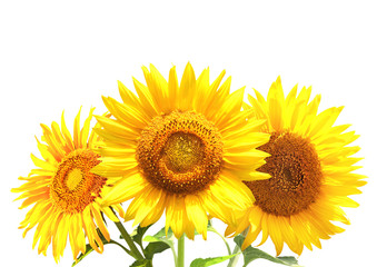 Obraz premium Three sunflowers
