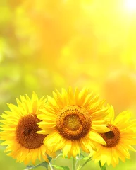 Crédence de cuisine en verre imprimé Marguerites Bright yellow sunflowers