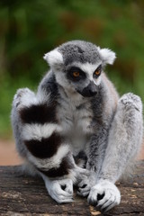 Beautiful lemur posing for the camera. Close-up of a lemur's gaze. The thoughtful and intense gaze of a wonderful lemur. A luxurious and cute little animal. Stock photo. © Moneynetar 