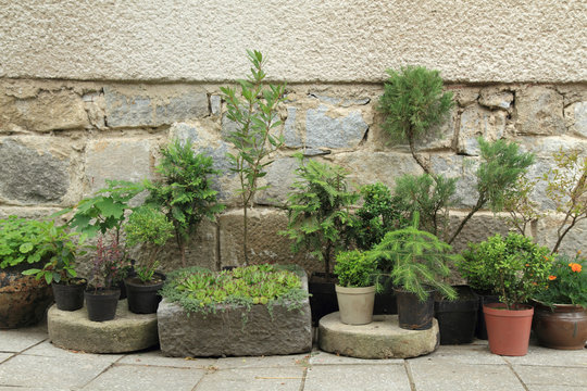 set of bonsai plants and trees