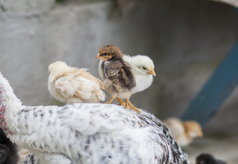 Hen