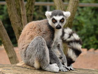 Luxurious lemur sits beautifully and looks into the distance. Close-up of a lemur with a raised tail. Stock photo. © Moneynetar 