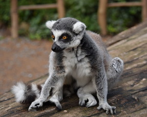Beautiful lemur posing for the camera. Close-up of a lemur's gaze. The thoughtful and intense gaze of a wonderful lemur. A luxurious and cute little animal. Stock photo. © Moneynetar 