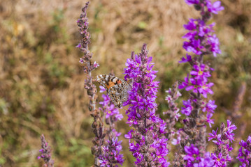 Butterfly on a Flower