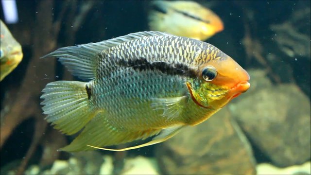 Flaggenbuntbarsch (flag cichlid ) Mesonauta insignis