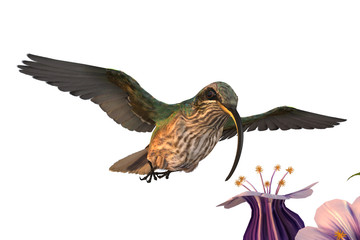Hummingbird 