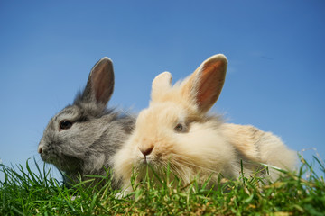 Zwei junge Kaninchen sitzen im Gras