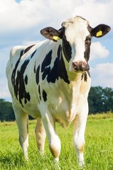 Ein Rind auf der Weide