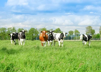 Foto auf Acrylglas Kuh Rinder auf der Weide