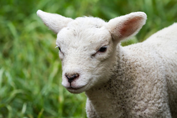 Naklejka premium lamb