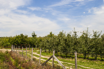 Obraz premium Plantation