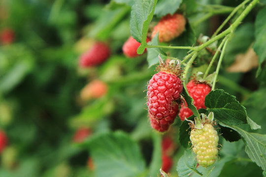 raspberries plant with fresh fruits