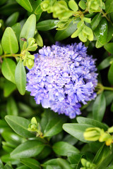 varieties of flowers