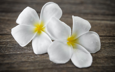 plumeria
