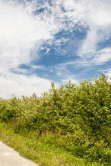 Obraz premium Summer Clouds