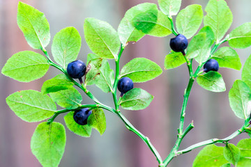 Blueberries