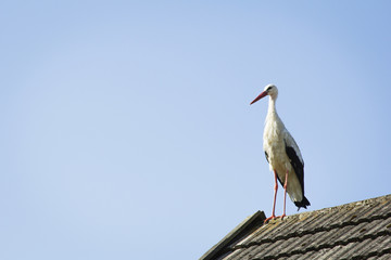 stork on the roof