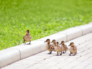 Ducklings walking on the road
