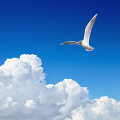Seagull flying in the sky