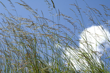 Wiesengraeser, Gras, Graeser,
