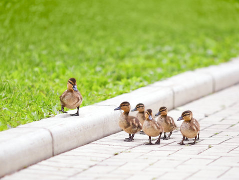 Ducklings Walking On The Road