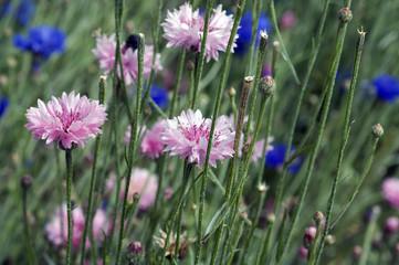 Kornblume; Centaurea; cyanus;
