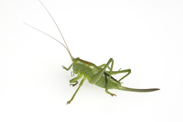 Kurzfluegelige, Schwertschrecke; Conocephalus, dorsalis,